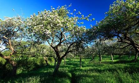 Summer view over Cider Apple Orchard trees, Somerset Levels, Somerset County, England, UKDEB4YM Summer view over Cider Apple Orchard trees, Somerset Levels, Somerset County, England, UK