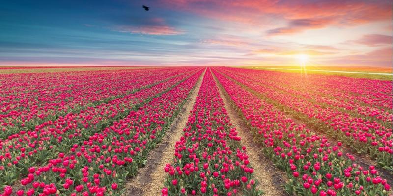 campi-tulipani