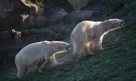 Nobby the polar bear arrives at Yorkshire Wildlife Park
